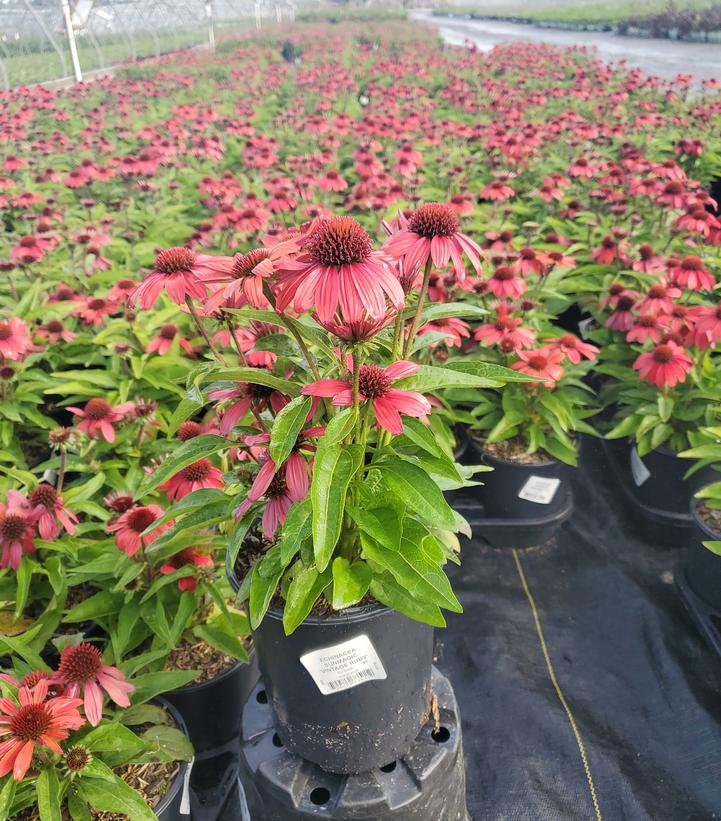 Echinacea x 'Sunmagic Vintage Ruby'
