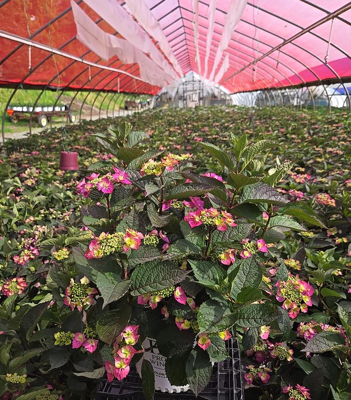Hydrangea serrata Tuff Stuff Top Fun™