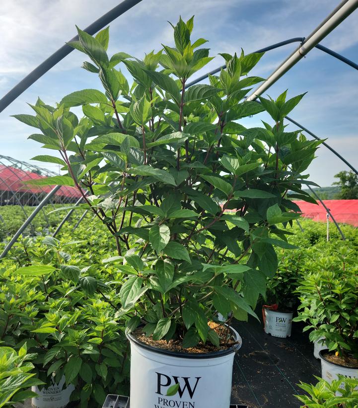 Hydrangea paniculata Pinky Winky Prime™