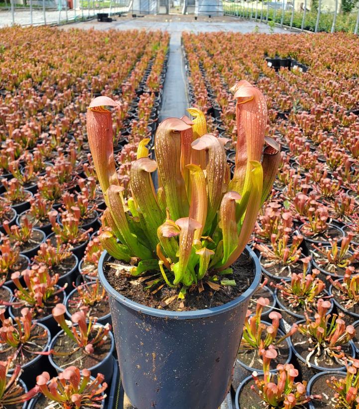 Sarracenia 'Bug Bat'