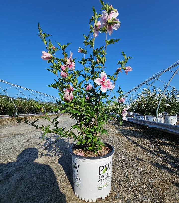 Hibiscus syriacus Starblast Chiffon™