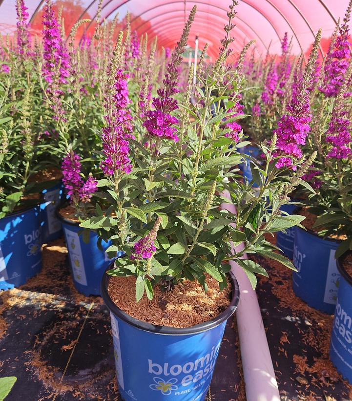 Buddleia x Birthday Cake™
