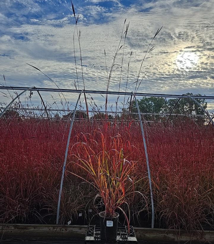 Andropogon gerardii 'Dancing Wind'