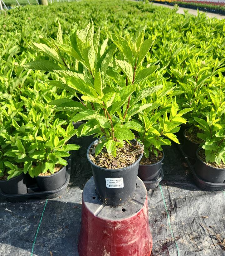 Eupatorium dubium 'Baby Joe'