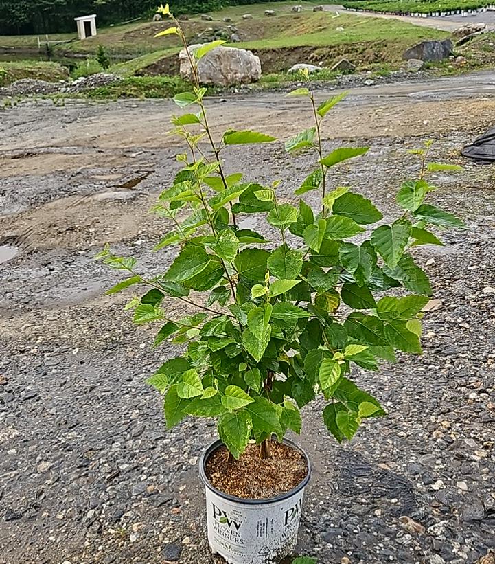 Betula x Avalanche™