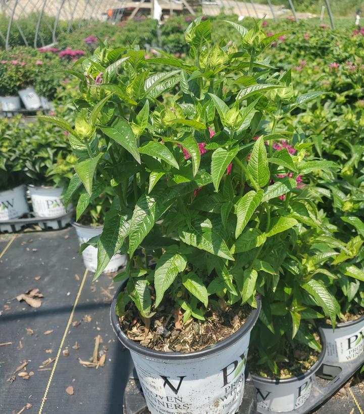 Monarda hybrid 'Leading Lady Pink'