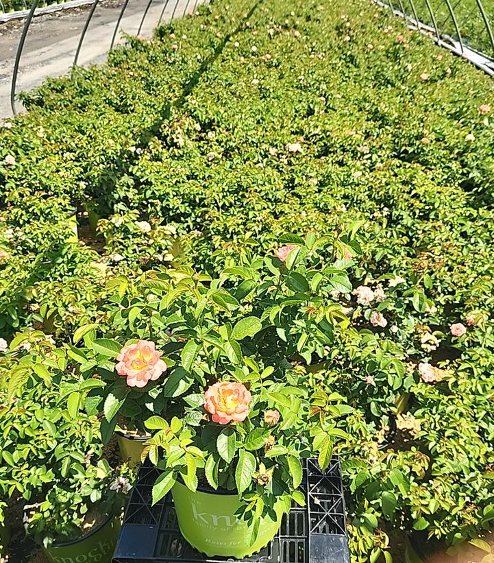 Rosa Orange Glow™ Knock Out®
