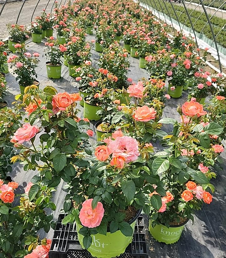 Rosa Orange Glow™ Knock Out®