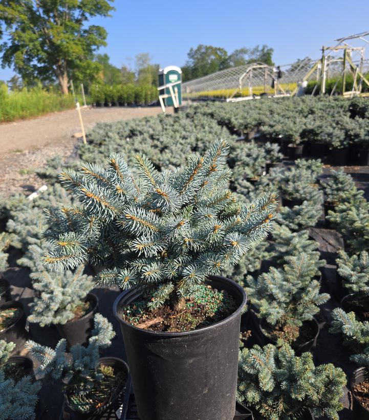 Picea pungens 'Glauca Globosa'