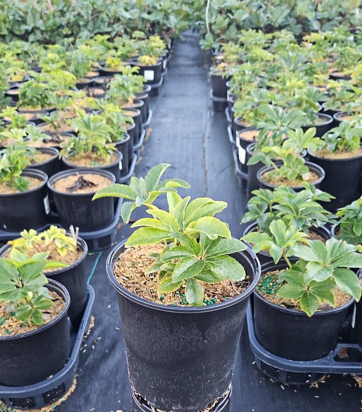 Helleborus Honeymoon® Tropical Sunset