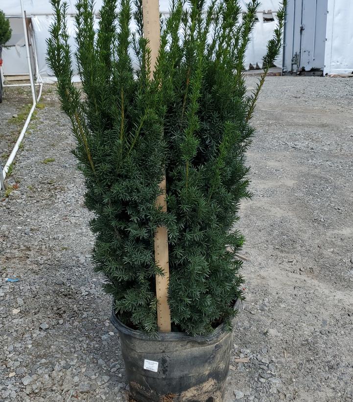 Taxus media Hicksii