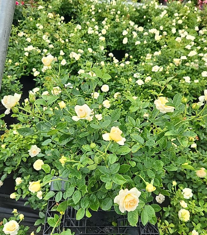 Rosa Showpiece™ Champagne