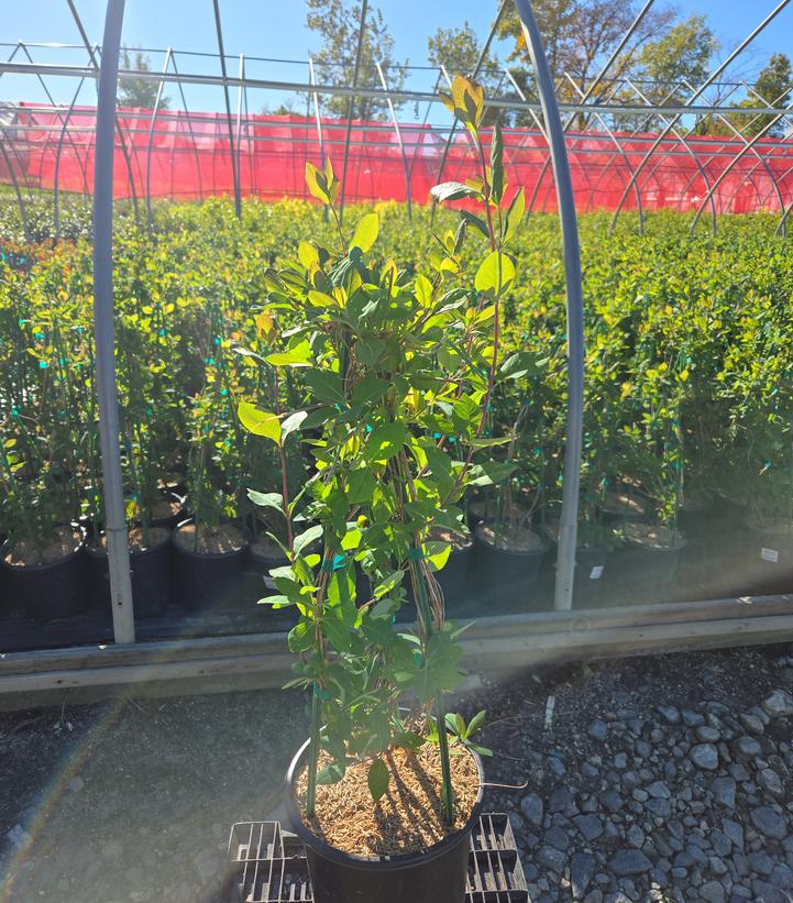 Lonicera x 'Coral Star'
