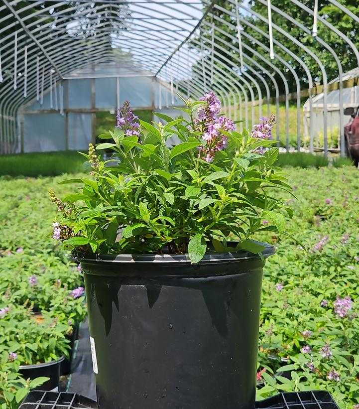 Buddleia davidii Butterfly Candy® Li'l Lavender™