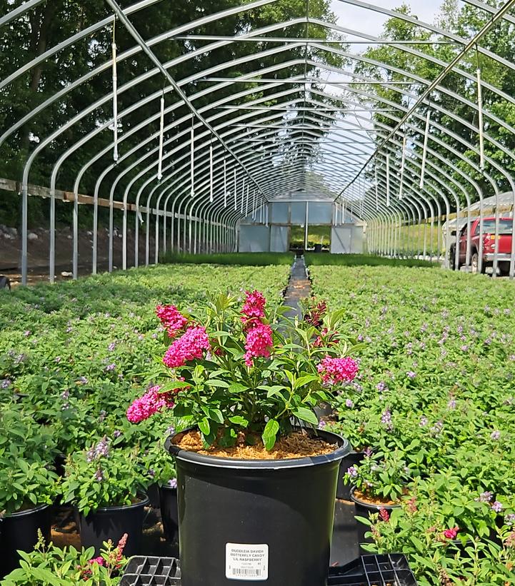 Buddleia davidii Butterfly Candy® Li'l Raspberry™