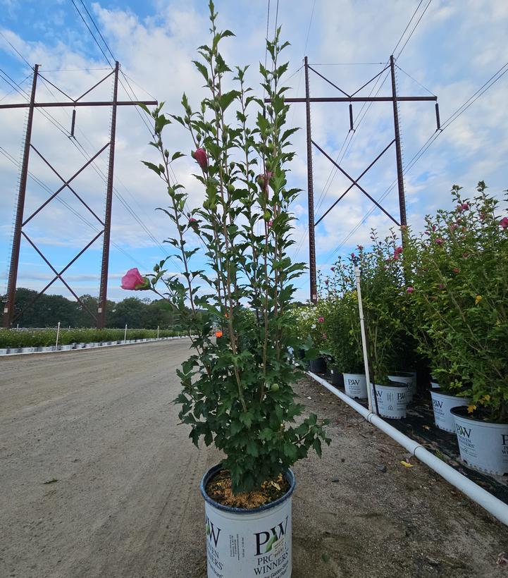 Hibiscus syriacus Red Pillar®