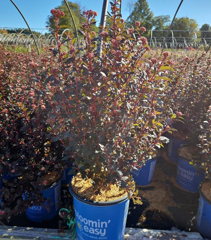 Physocarpus opulifolius Calico Kitty™