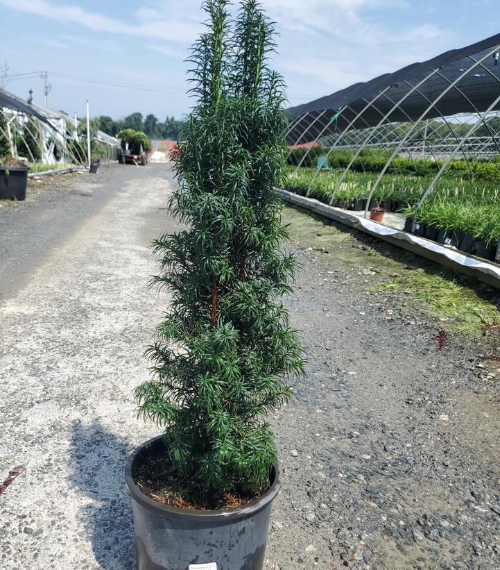 Taxus baccata 'Fastigiata'