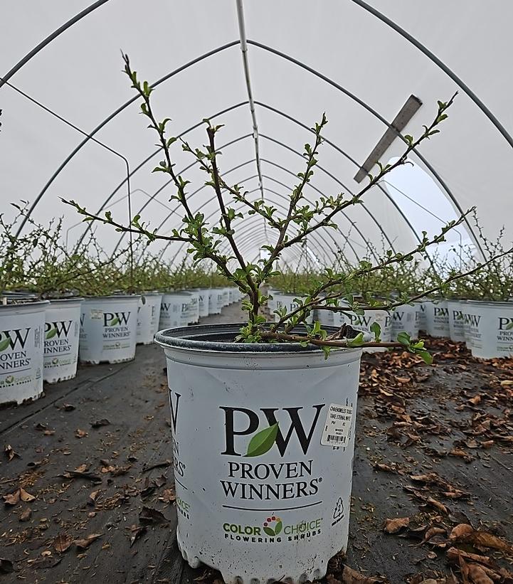 Chaenomeles speciosa Double Take Eternal White®