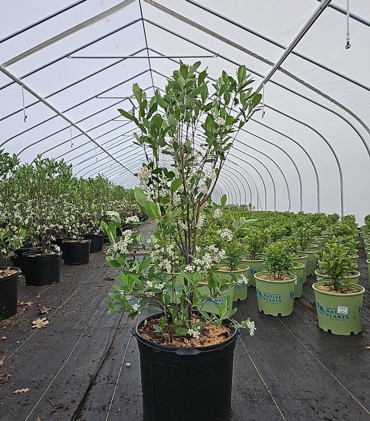 Aronia arbutifolia Brilliantissima