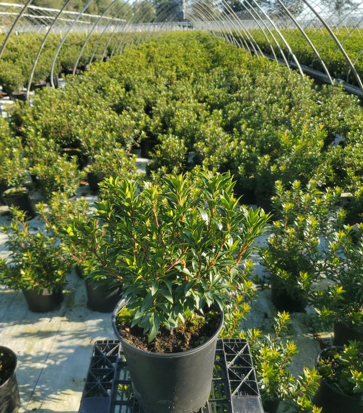 Kalmia latifolia 'Tiddlywinks'