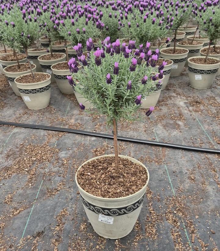 Lavandula stoechas 'Anouk'