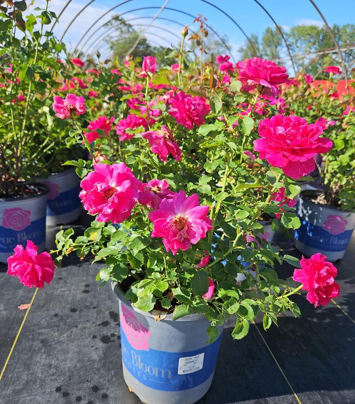 Rosa True Serenity