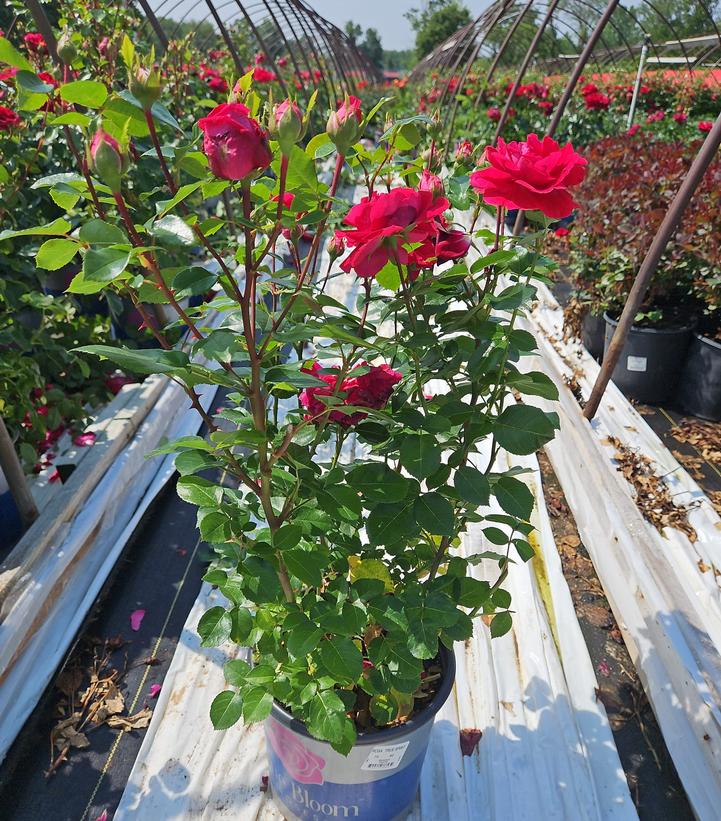 Rosa True Spirit