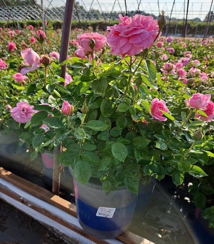 Rosa True Perfume