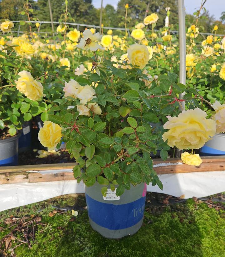 Rosa 'True Joy'