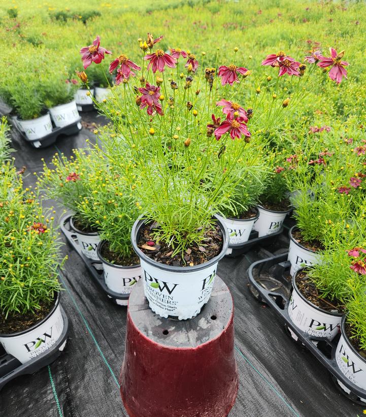 Coreopsis verticillata Designer Threads™ 'Scarlet Ribbons'