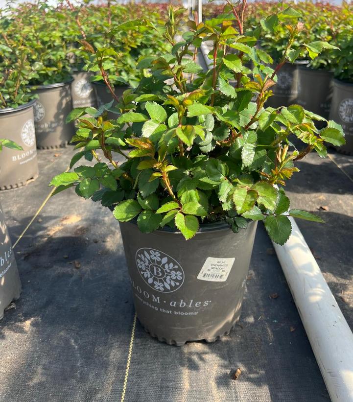 Rosa Enchanted Meadow™