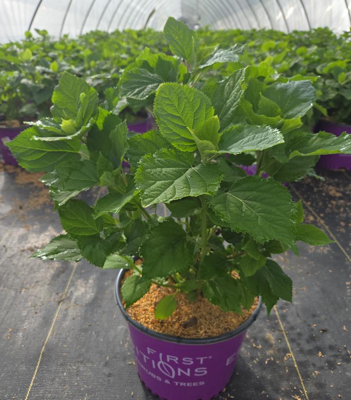 Hydrangea arborescens FlowerFull®
