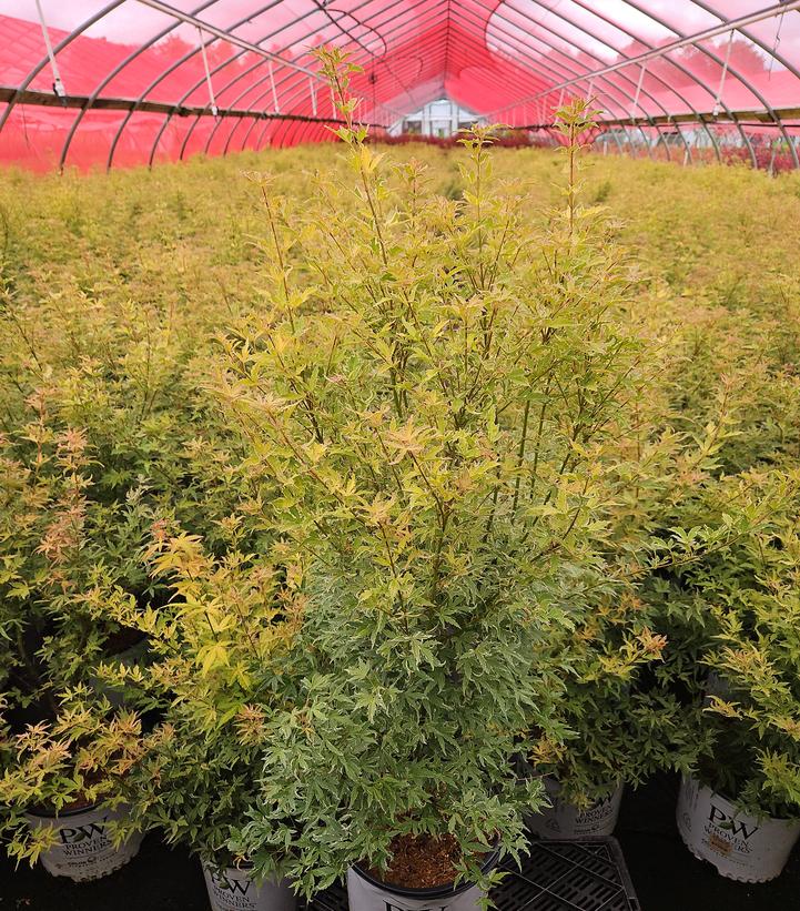 Acer palmatum Metamorphosa®