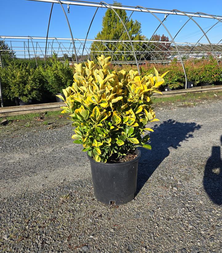 Euonymus japonica Aureo-Marginata