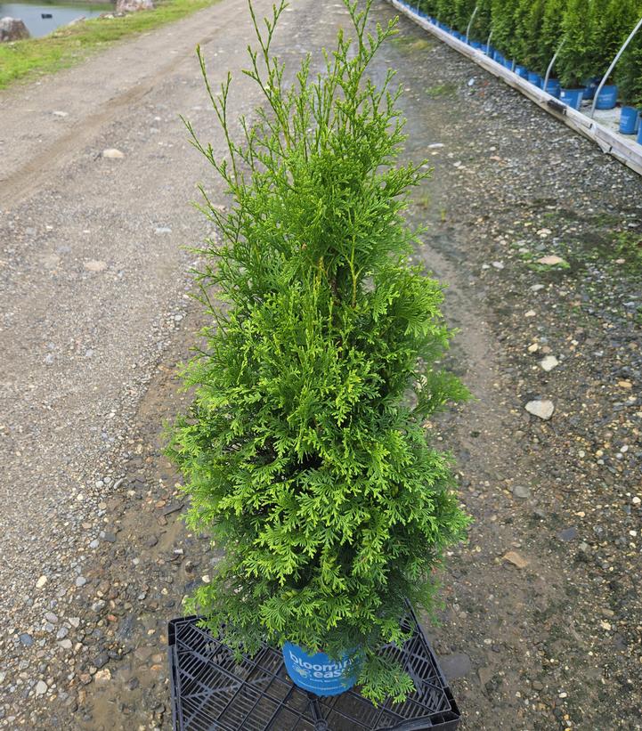 Thuja occidentalis Private Jet™