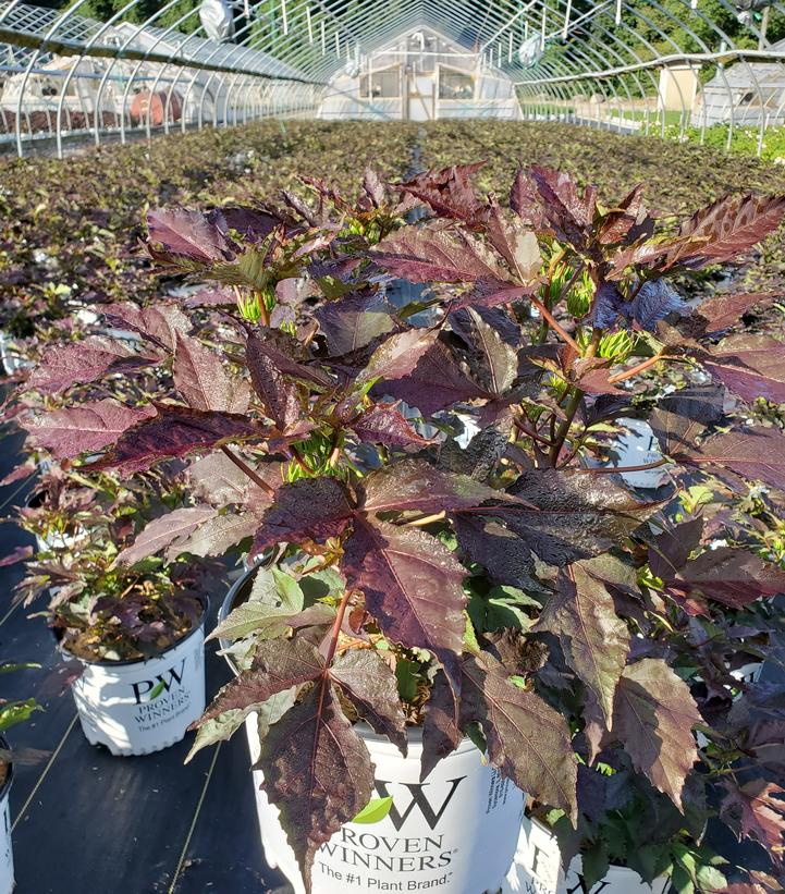 Hibiscus x Summerific® Cookies & Cream