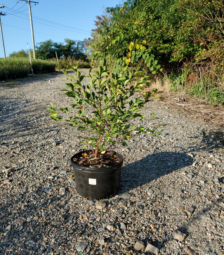 Prunus x Romance 'Crimson Passion'