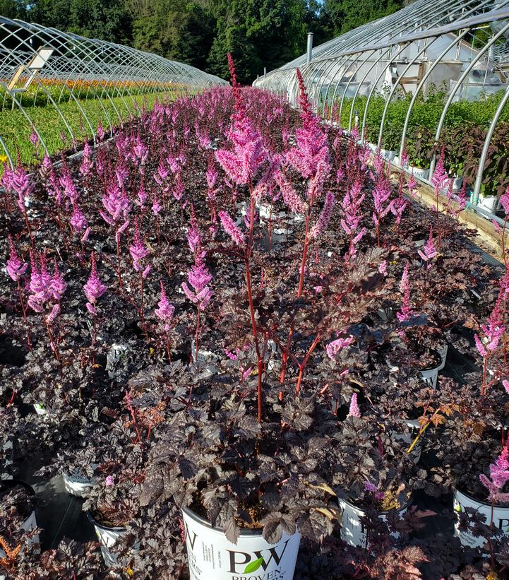 Astilbe chinensis 'Dark Side of the Moon'