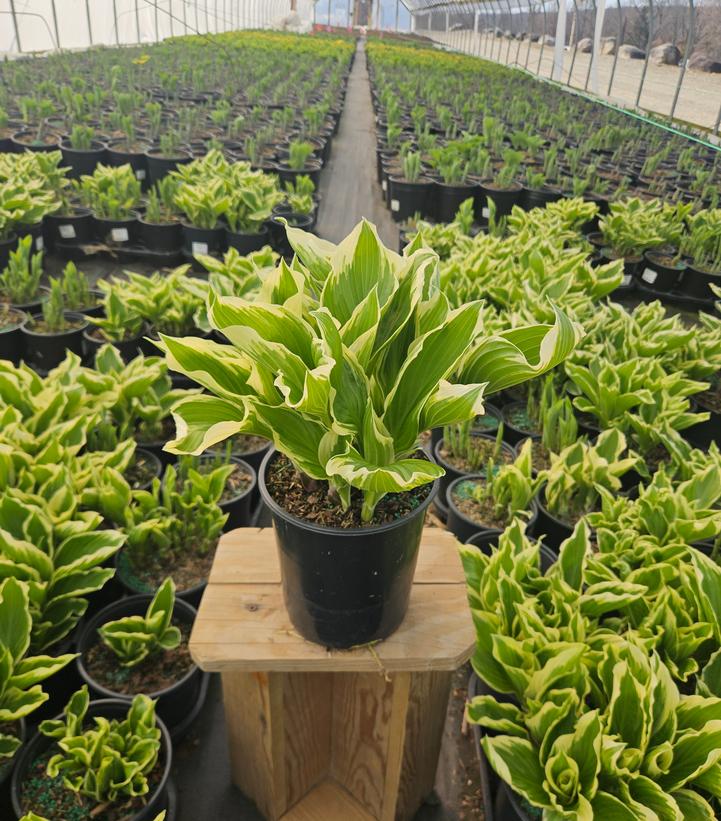 Hosta x 'So Sweet'