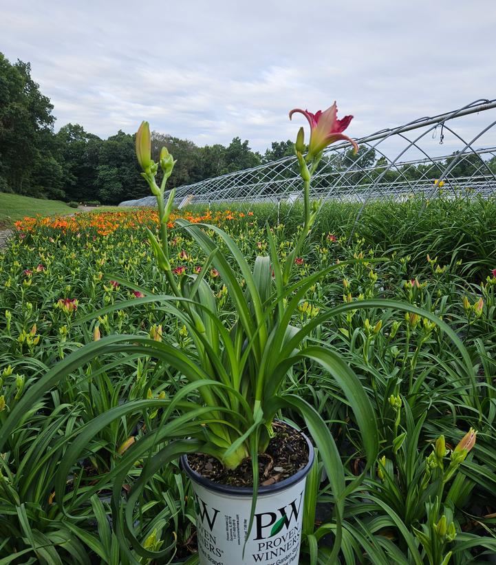 Hemerocallis RAINBOW RHYTHM® 'Blood Sweat and Tears'