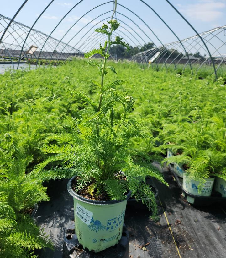 Achillea millefolium 