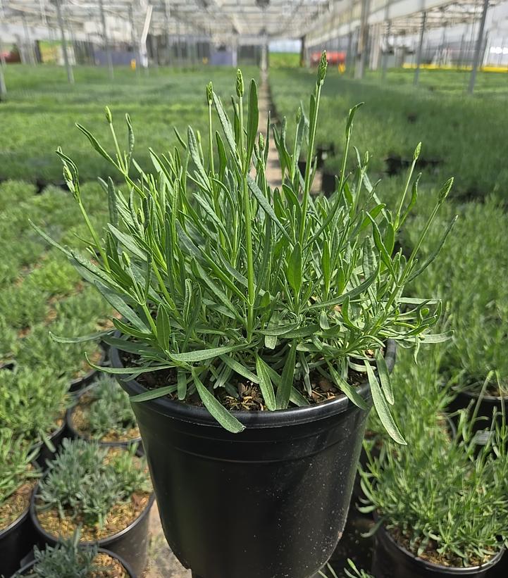 Lavandula x intermedia Phenomenal®