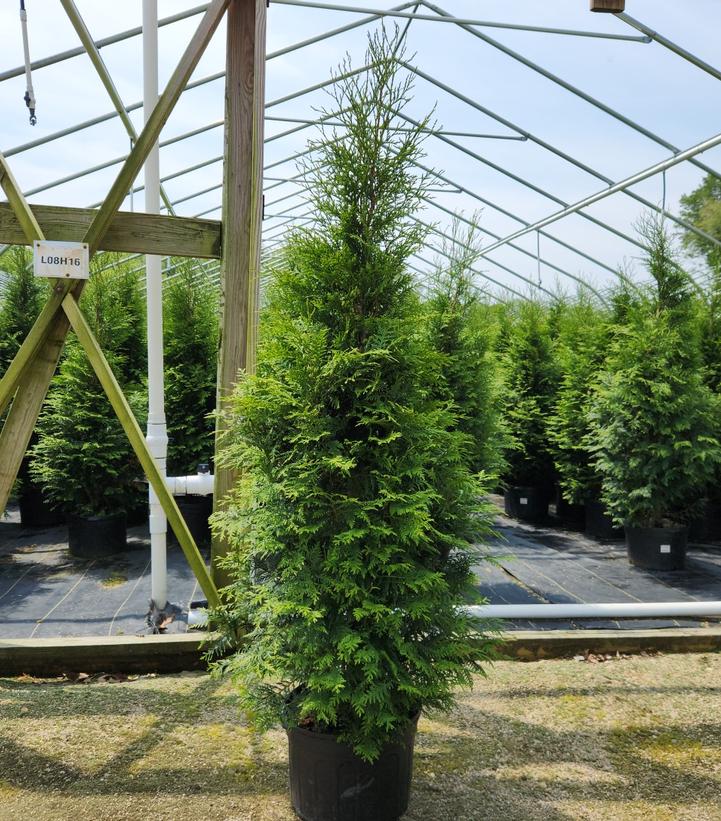 Thuja occidentalis Full Speed A Hedge®