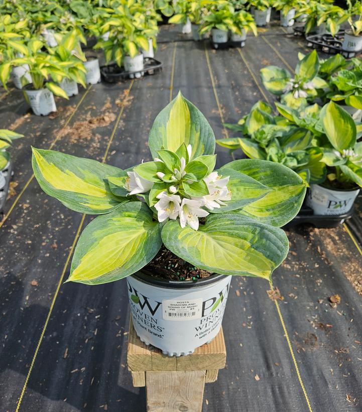 Hosta hybrid Shadowland® 'Sound of Music'