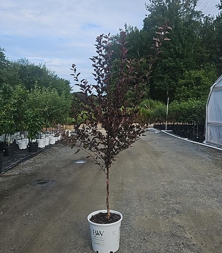 Physocarpus opulifolius Summer Wine®