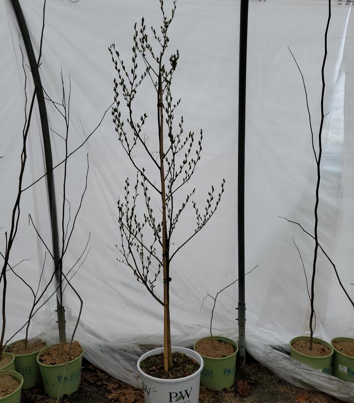 Styrax x japonicus Starway To Heaven™