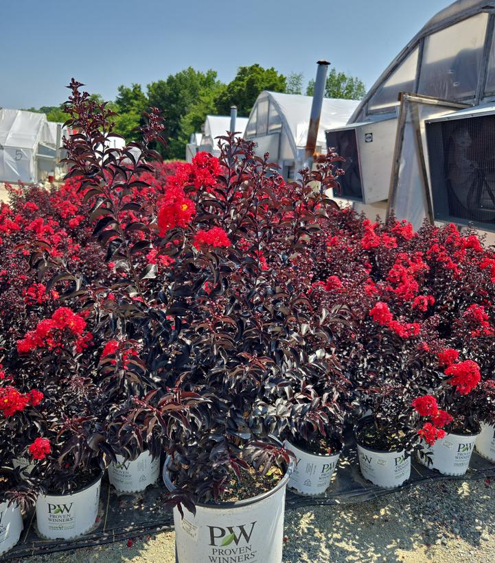 Lagerstroemia indica Center Stage® Red