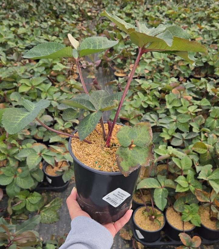 Helleborus Frostkiss® 'Glenda's Gloss'