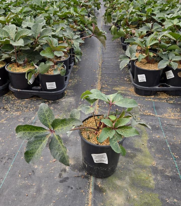 Helleborus Frostkiss® Molly's White